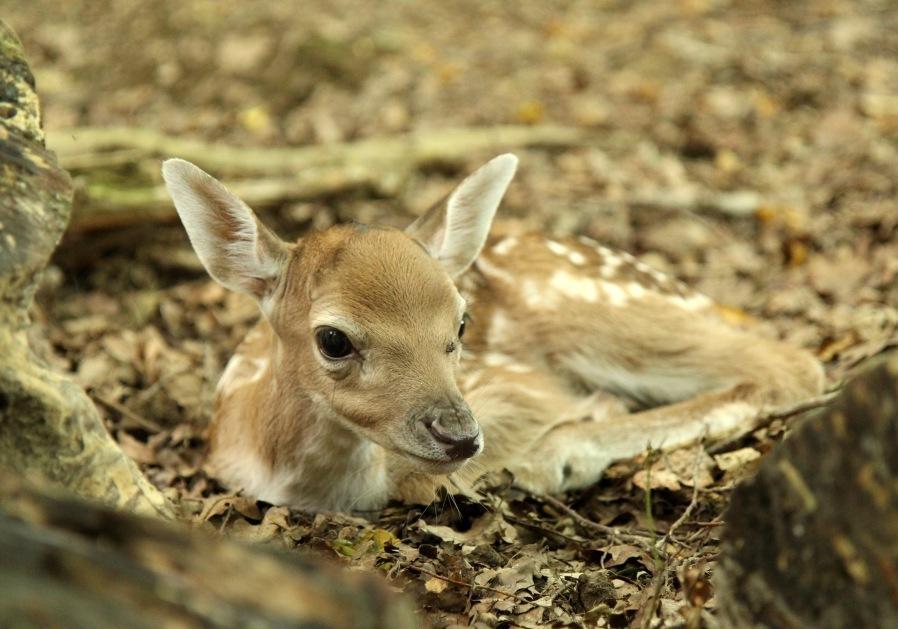 Chambres D'Hotes La Corne Aux Vaches Fretigney-et-Velloreille Bagian luar foto